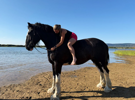 Beautiful shire mare