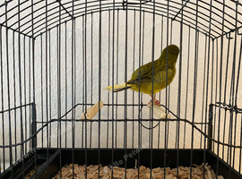 2024 green fife cock
