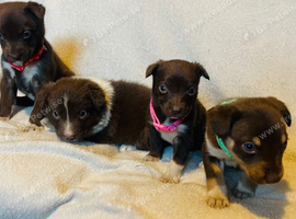 Australian Kelpie x Collie Puppies