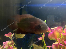 6ft aquarium full set up but no stand