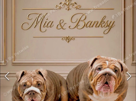 &pound;1800 for both beautiful english bull dogs