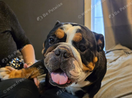 Jake needing good home