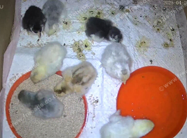 Hybrid day old chicks