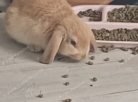 Baby bunnies