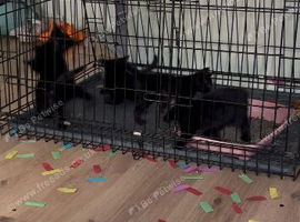 Kittens for sale