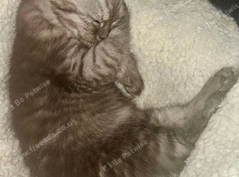 2 Half Persian Kittens left