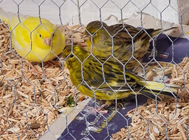Canaries,  bengalese and  zebra finch