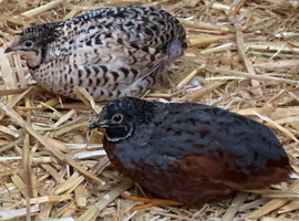 Laying pairs, trio&rsquo;s, chicks, hatching eggs