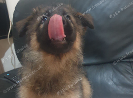 German shepherd puppies 8 weeks old