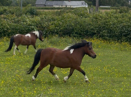 Pair of matching Shetland mares