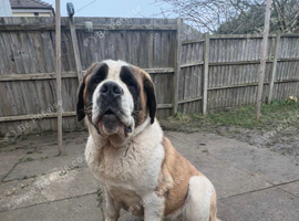 Female Saint Bernard