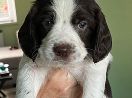 English Springer Spaniel Puppies