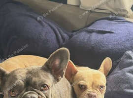 Merle French bull dog female