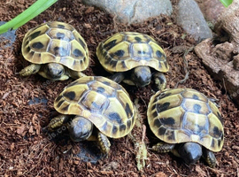 Hermann's Tortoise Hatchlings / Babies