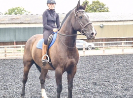 Classy Weight carrier allrounder/hunter
