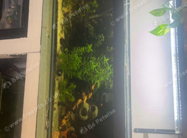 6 foot tank for sale