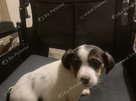 Jack Russell puppies
