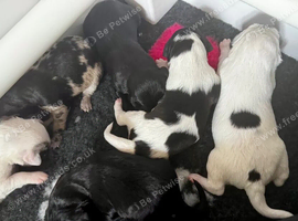 Gorgeous Whippet x Poodle puppies