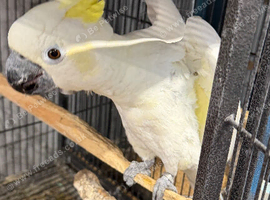 Yellow Crested Cockatoo Glasgow