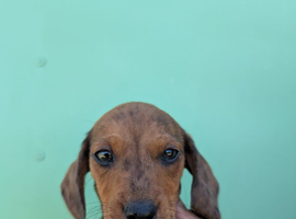 Beautiful miniature dachshunds