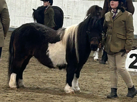 Mini Shetland mare