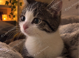 Kitten looking for new home