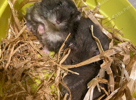 2 female dwarf hamsters