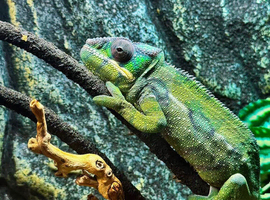 Guardian the Chameleon