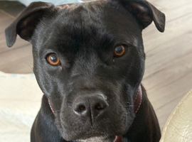 Staffy cross American bull dog girl