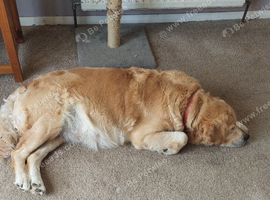 Pups due in 8 days