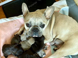 French Bulldog Puppies for Sale