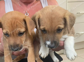 5 beautiful Jack Russell puppies