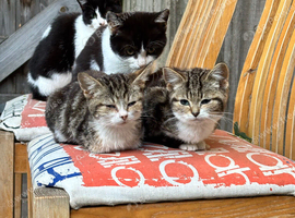 Four kittens for sale! read desc