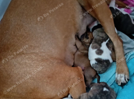English bulldog cross Staffordshire bull terrier