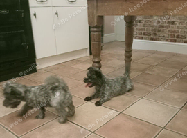 Two puppy dogs for sale