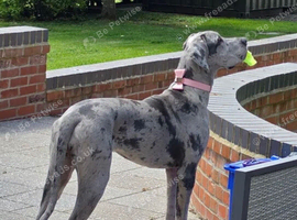 Stunning Blue Merle Great Dane Female KC Reg