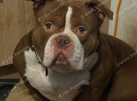 Pocket bully
