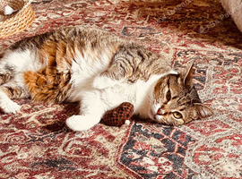 Tabby-Beautiful Nature