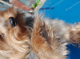 Yorkshire terrier