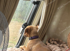Springerdale pup