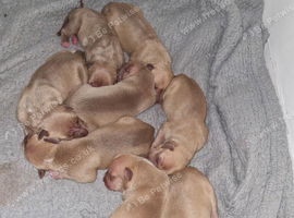 Newborn American Bully's 1 week old