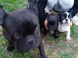 French buldog