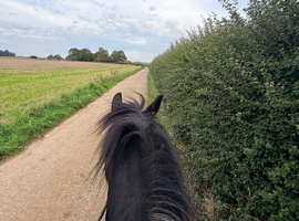 WANTED on loan 16.2hh+
