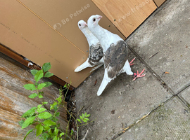 saddles pigeons