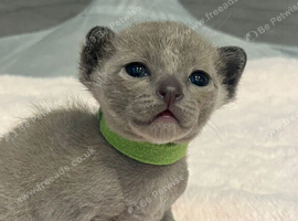 Pedigree Burmese Kittens