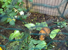 Make guinea pigs