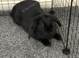 Female Rabbit for rehoming