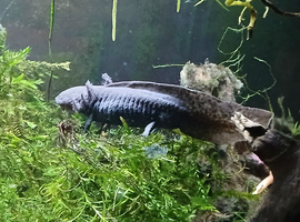 Male axolotl