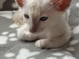 Beautiful GCCF registered Siamese babies
