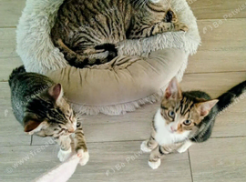 Tortoiseshell tabby female a tabby boy